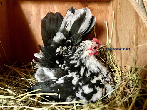 Fertile show quality - fertile, serama