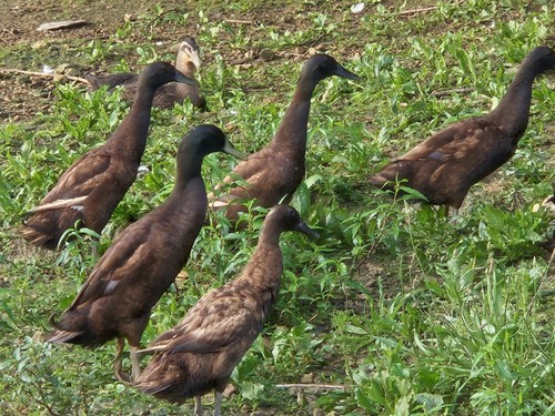 Chocolate runner duck - chocolate,